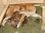 Our puppies LITTER M